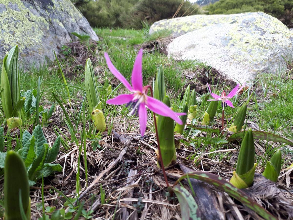 Les Eglantines A Lejlighed Bolquere Pyrenees 2000 Eksteriør billede